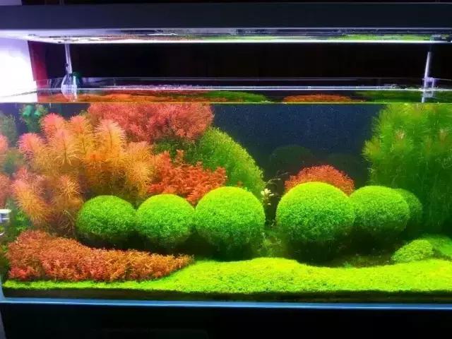 家居水景丨回归传统重温荷兰式造景