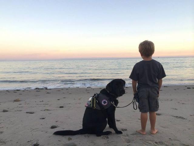 放心有我在小男孩血糖一掉这只狗狗立马感应求救去