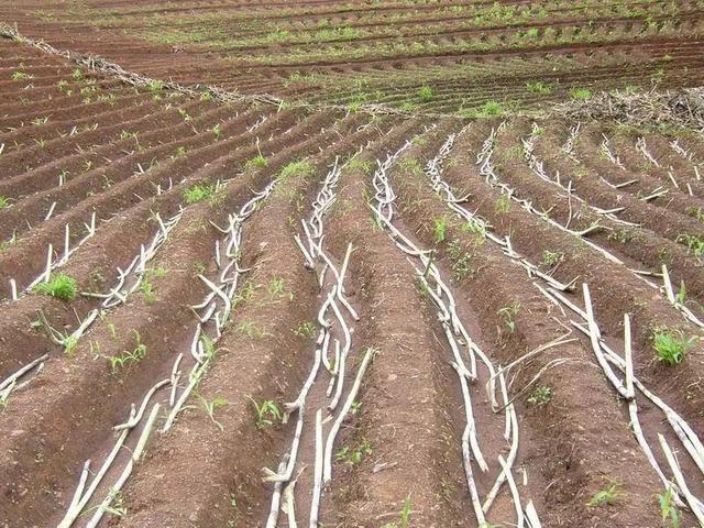 农村一亩甘蔗赚多少钱?算哭了蔗农!