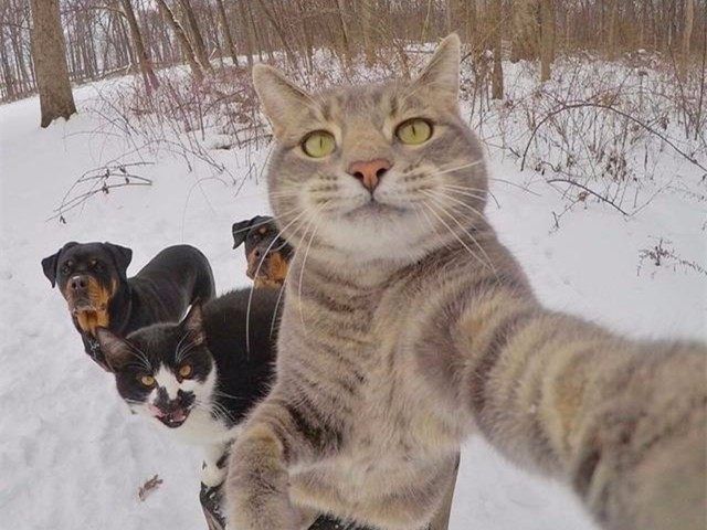 一只猫咪爱上了自拍还带着小伙伴各种凹造型