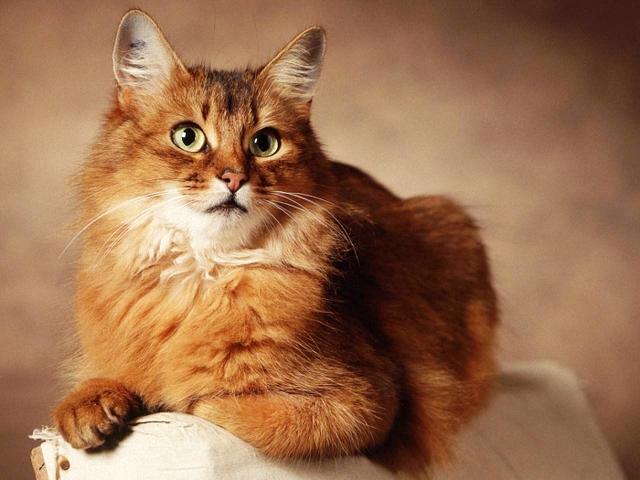 5000年前成为人类宠物,12生肖中不占位置,中国