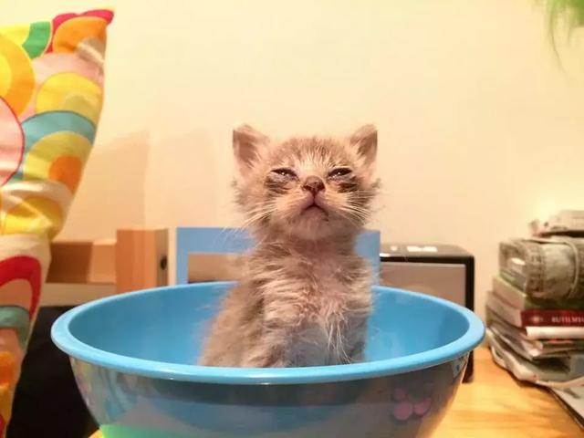 路边捡了只眯眼小猫,擦干净脸后大眼睛萌得好像et