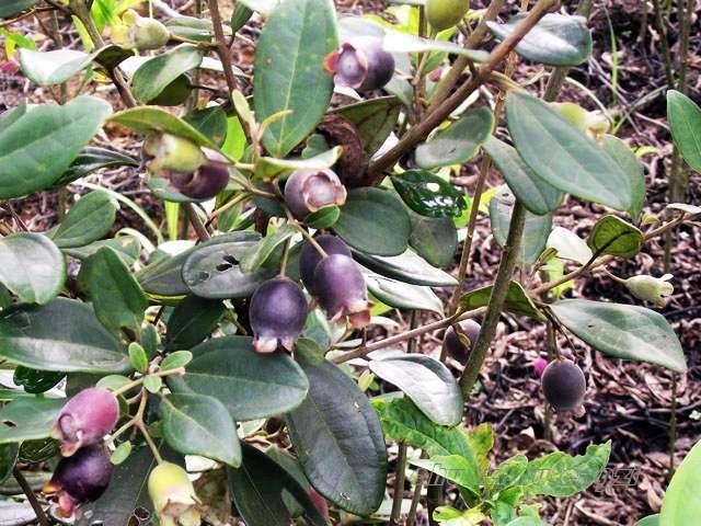 小时候农村常见的6种野果,你们见过吗?吃过一种的算是有童年!