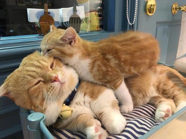 小奶猫十分的粘人烦的不行猫妈妈赶紧将熊孩子给我抱走