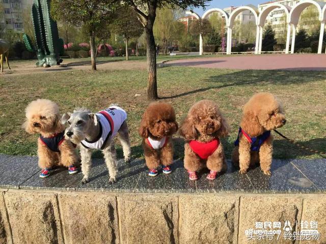 泰迪一族,小狗行列中,在五一期间成立了一个摹拟nba篮球队