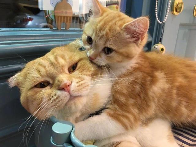 小奶猫十分的粘人烦的不行猫妈妈赶紧将熊孩子给我抱走
