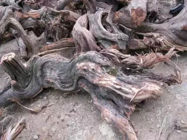 崖柏到底是什么!图文详解带你飞!|手串|崖柏|黑心_新浪新闻