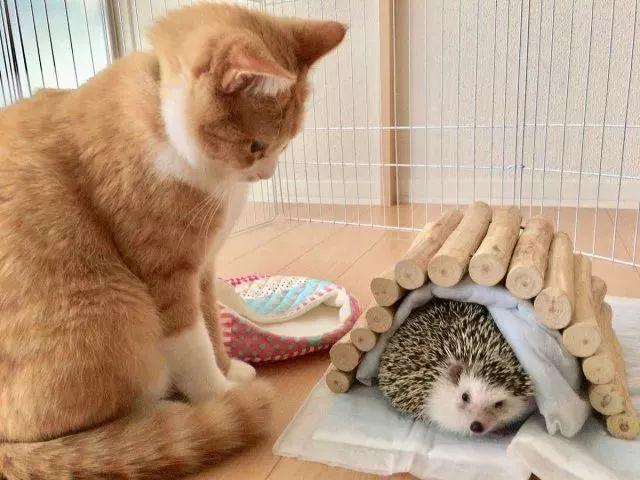 猫咪竟然跟刺猬交朋友,手速快就不怕扎手了吗?