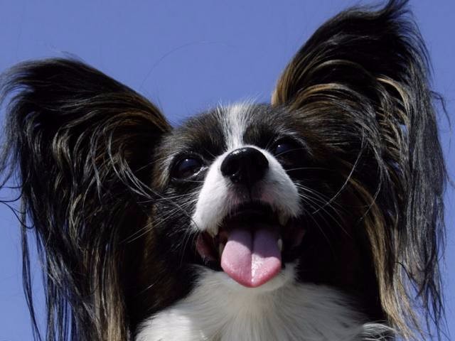 善解人意,忠心耿耿的五种狗,金毛上榜,有你家的狗子吗?