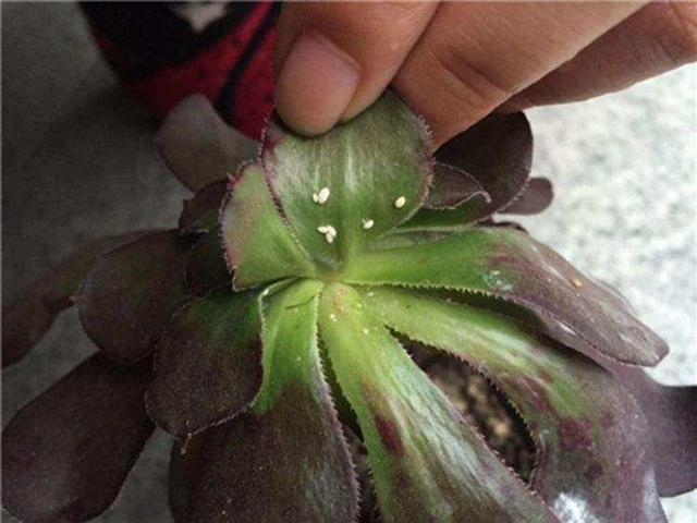做好这几点,不要让多肉熬过了冬季,却挂在春季|生虫|扩展|蚜虫_新浪