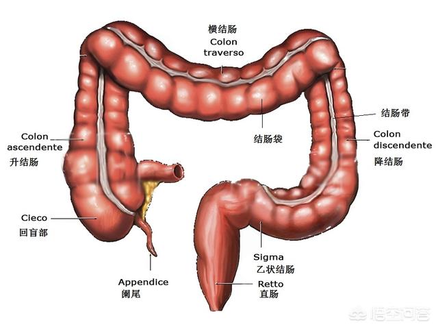 6,横结肠5.8,降,乙状结肠6.3和直肠/乙