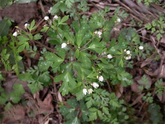 这种野草名叫千年老鼠屎却是清热解毒抗肿瘤的良药