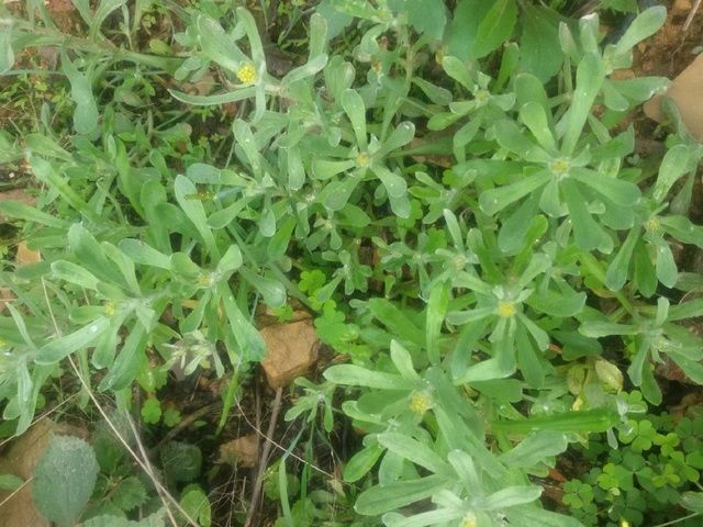 鼠曲草【别名】清明菜,鼠耳,无心草,黄花白艾,佛耳草,茸母,黄蒿,米曲