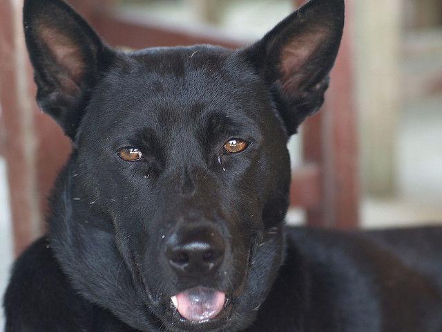 黑狗总是莫名去咬黑猪, 遭主人打死, 当天晚上黑猪吃了主人的小孩