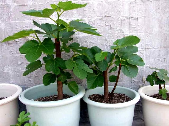 一个枝条种一棵无花果树盆栽,一次结果几十个,10年都有的吃!