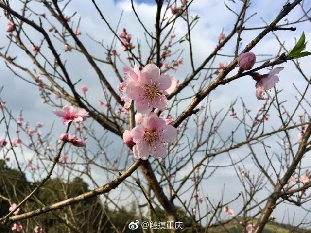 重庆沙坪坝虎峰山的桃花已经开啦 春天踏青还不约一波