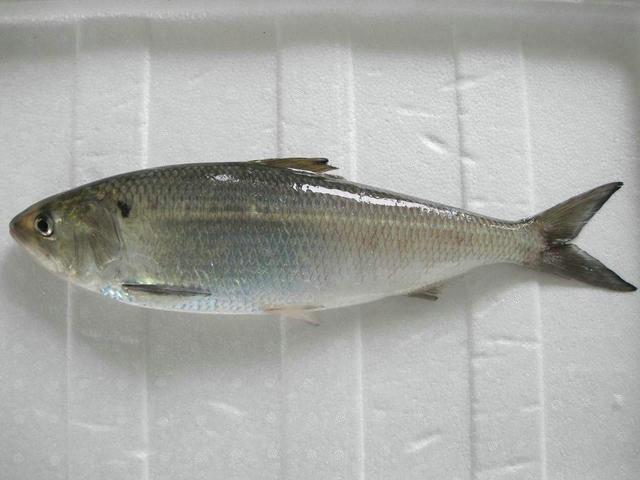 江苏已经灭绝的极致美食鲥鱼全是假的