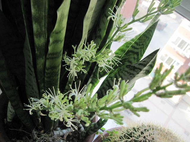 给千岁兰喂了点"黄色"的东西,长得比人还高!