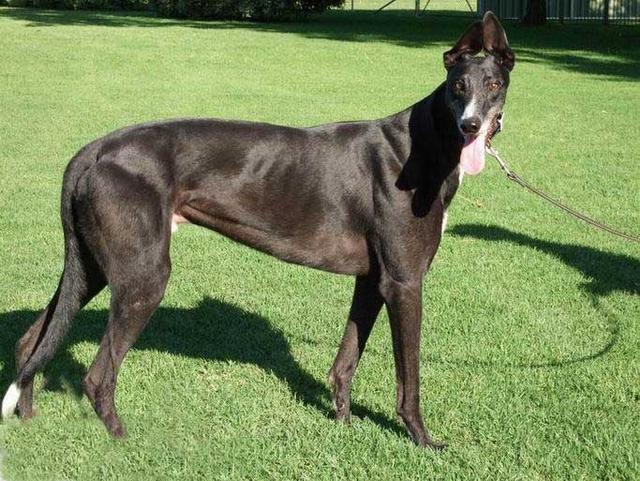 如何养活不再狗妈妈身边的格力犬狗崽