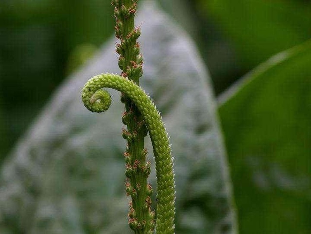路边这种野草叫蛤蟆衣清热解毒还能治咳嗽却被农民喂猪