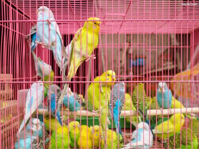 在成都最大的花鸟市场,感受冬日最艳丽的风景!