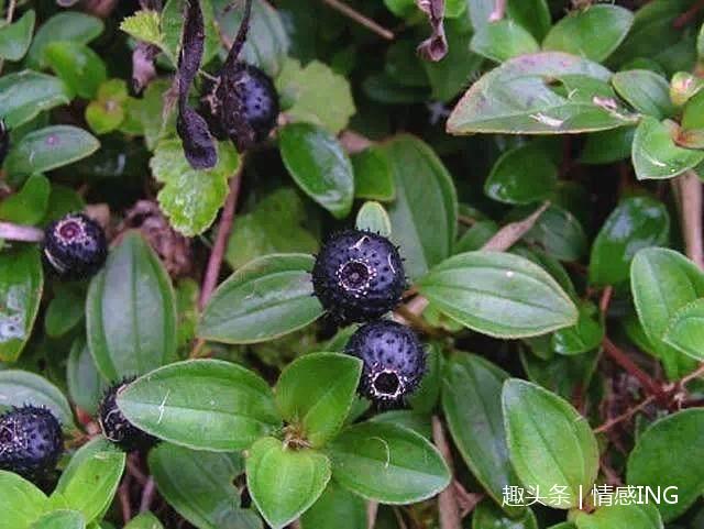 山里这"小黑果",被人们称为"黑胖子",可以治咽喉肿痛,牙痛