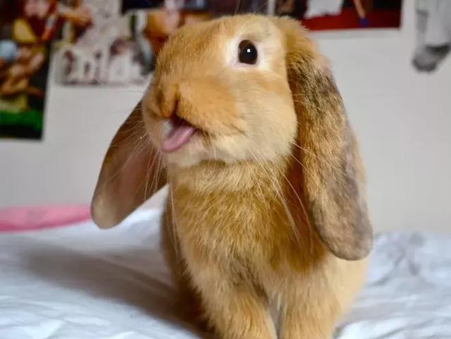 吐舌头的小兔子,这软绵绵的小舌头太可爱了!