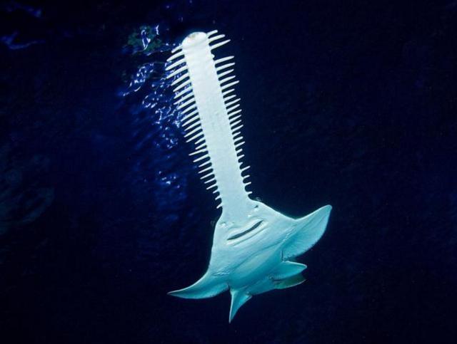 海底光头强电锯杀鱼狂横行霸道了5600多万年