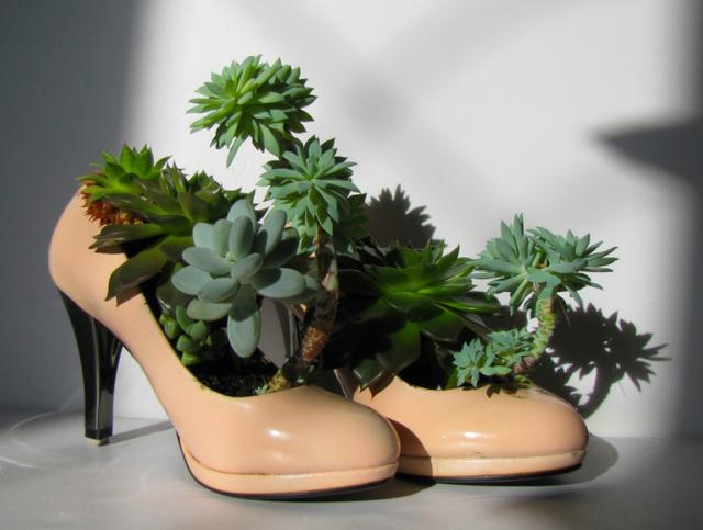 高跟鞋,酒瓶,烂花盆diy的盆栽,才是养花的最高境界!