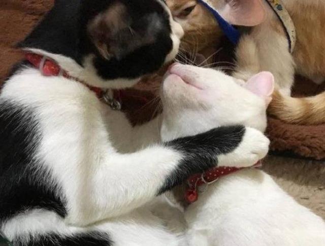 两只猫咪在橘猫面前秀恩爱,本以为会羡慕它们,没想到满眼的嫌弃