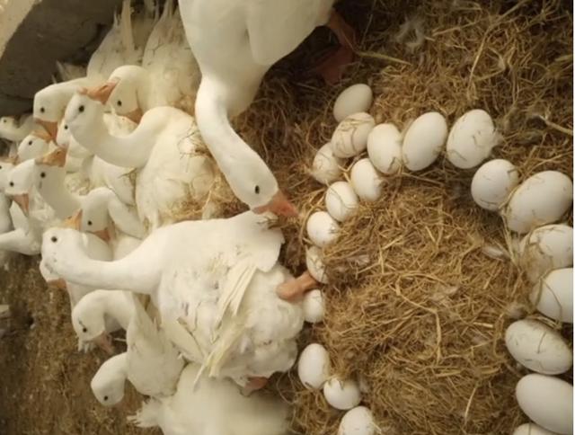 农民散养大白鹅鹅蛋卖5元一个一天挣2000元