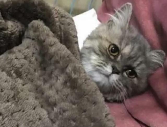 猫咪做了个手术,在床上躺了2天,一脸生无可恋!