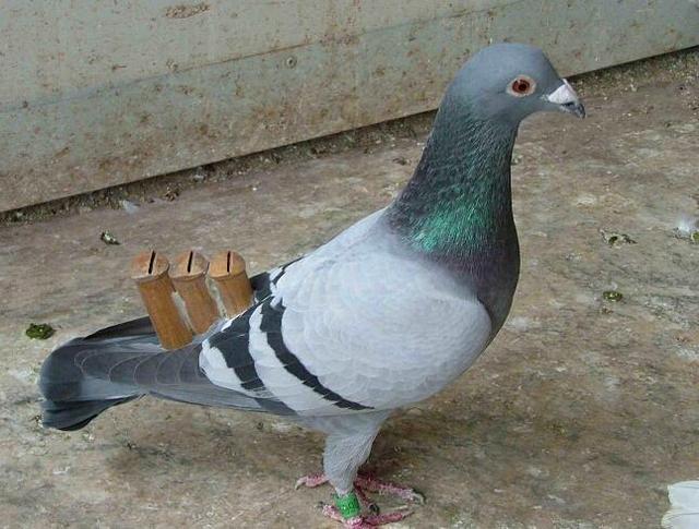 这日,他正在府中歇息,隐隐听到远处传来鸽哨声,似有若无,断断续续.