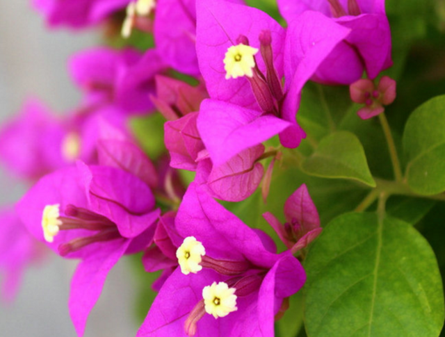 这种花因其形状似叶,非常值得看的一篇文章