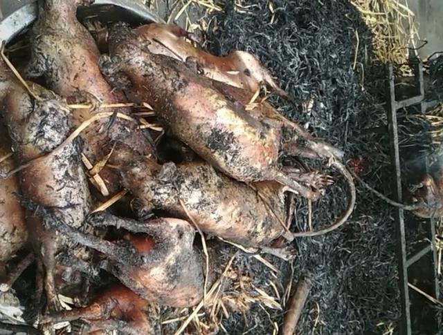 农村人的美食烤老鼠,我一直不敢相信这东西能吃,今天见识到了