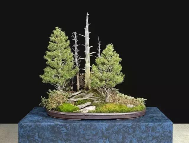 盆景的混搭艺术|盆景|意境|混搭_新浪新闻