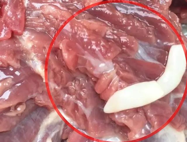 熟牛肉里的血管像虫子图片