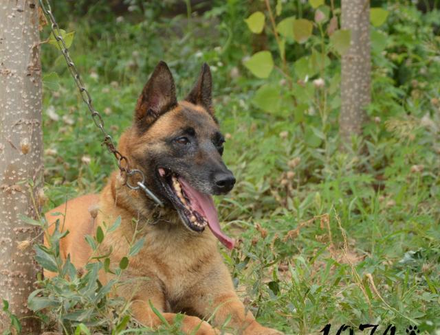 14年退役炸药库看护犬-伦摩书 呼名:战壕 芯片号:8003559 繁殖单位