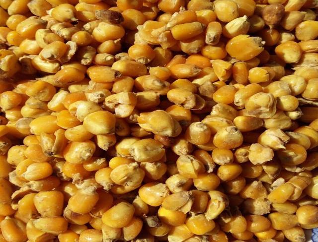 "万能素饵"——玉米酒糟,当之无愧的饵料界通用粮票