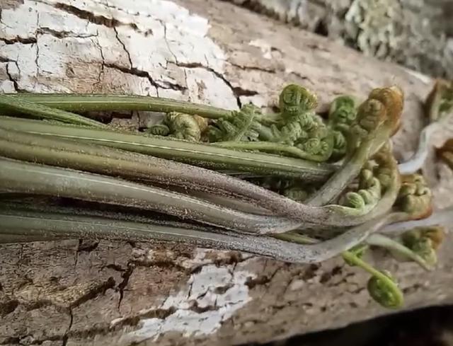 小伙山上采摘"猫爪子",学名蕨菜,很多农村朋友都吃过