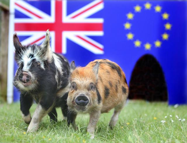 美国农民:中国人的钱不好赚,中国人不买我们的猪怎么办?