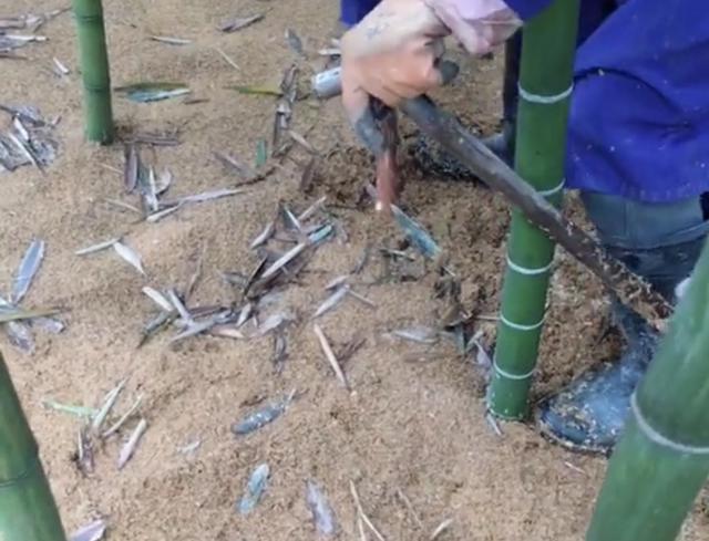 农民种植雷竹,冬季靠卖雷竹笋挣钱,一天收益最高达到2000元