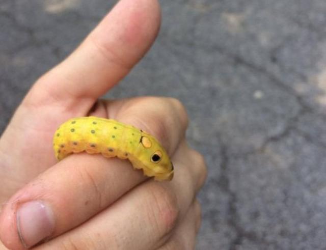 小姑娘捡到一条毛毛虫当宠物破茧成蝶后的样子觉得很稀奇