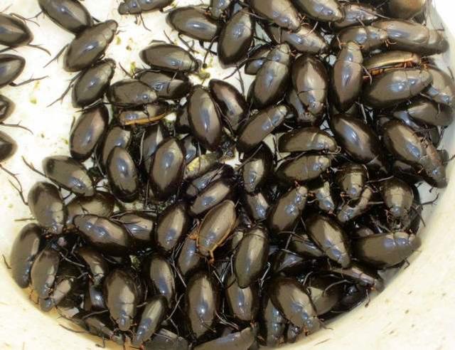 油炸水鳖昂贵的地方特色菜吃过后连吐了三天送你吃敢下嘴吗