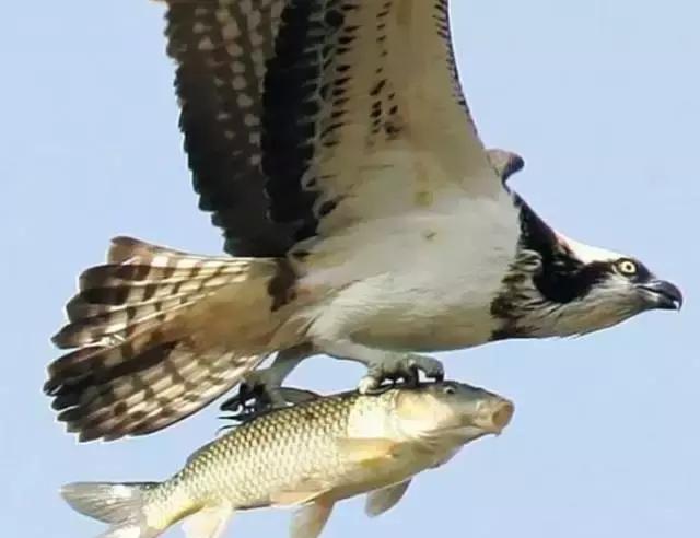 一条在天上飞的鱼