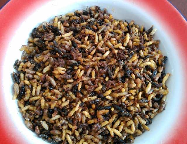 野味有哪些,天上飞的野味有哪些