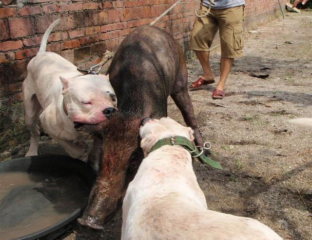 野猪的天敌 阿根廷杜高犬价格 杜高犬吃什么比较好