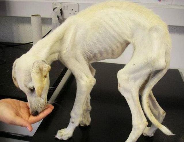 肠胃病被主人丢弃,瘦到皮包骨还差点被安乐,简直让人心酸!