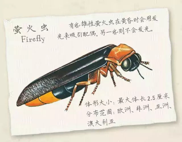 然而,萤火虫也有竞争对手了呢!除了萤火虫,还有其他的虫子会发光呢!