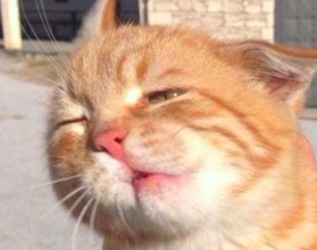 主人带橘猫出去结果它的脸都被风吹变形了狰狞表情太可爱